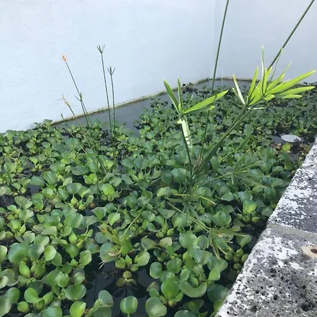 Feriehus Solar Nossa Senhora Da Conceicao *